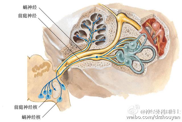 我为什么会&ldquo;晕&rdquo;？ &ldquo;了解眩晕&rdquo;是正确认识&ldquo;眩晕&rdquo;的重要开始