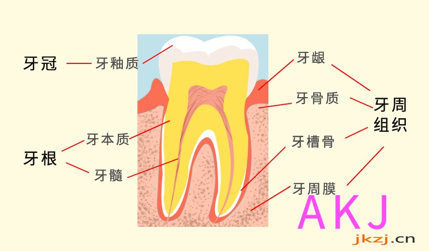 牙齿的组织介绍