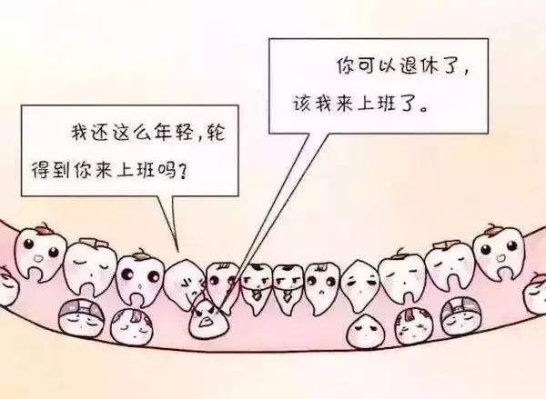 换牙期间的乳牙和恒牙