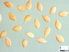 冬瓜子的功效与作用