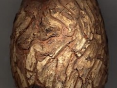松节的功效与作用