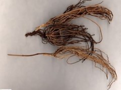 徐长卿的功效与作用