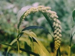 粟的功效与作用