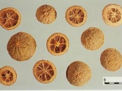 枳壳