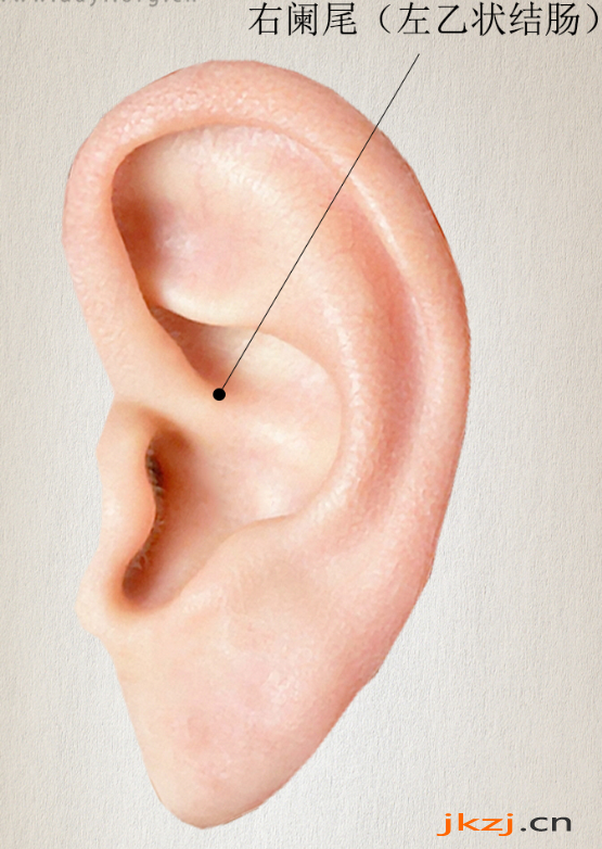 阑尾耳穴准确位置图
