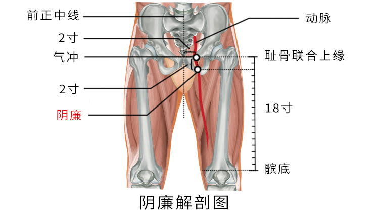 阴廉穴准确位置图