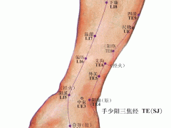 上廉穴，上廉穴准确位置图和作用及功效