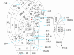 艇中耳穴，艇中耳穴准确位置图和作用及功效