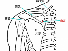 曲垣穴，曲垣穴准确位置图和作用及功效