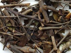 桑寄生的功效与作用，桑寄生的图片，桑寄生用法及注意事项