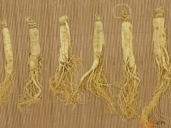 人参的功效与作用，人参的图片，人参用法及注意事项
