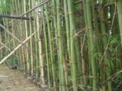 仙人杖的功效与作用，仙人杖的图片，仙人杖用法及注意事项