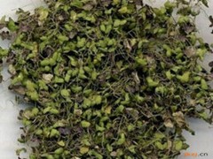 浮萍的功效与作用，浮萍的图片，浮萍用法及注意事项