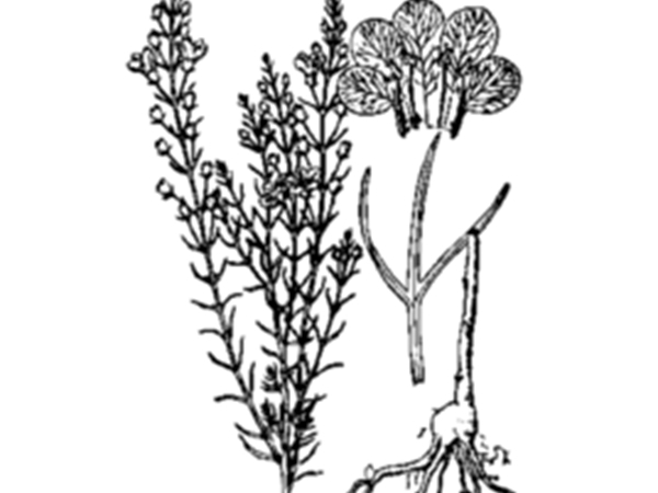 小伸筋草