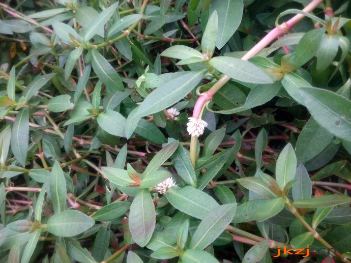 喜旱莲子草