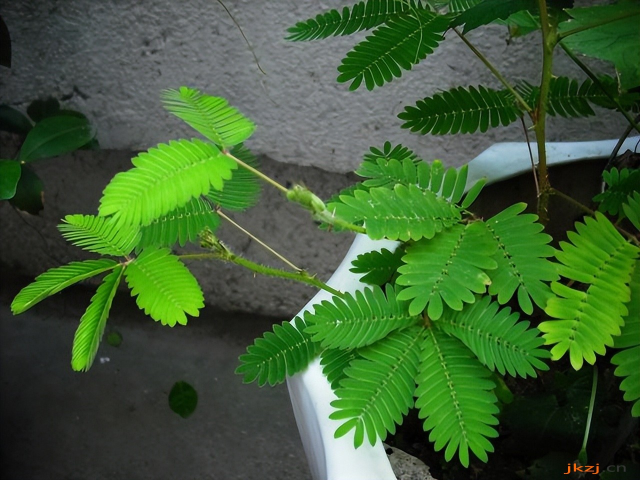 含羞草