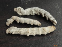 僵蚕的功效与作用，僵蚕的图片，僵蚕用法及注意事项