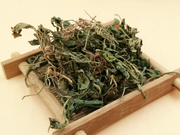 紫花地丁