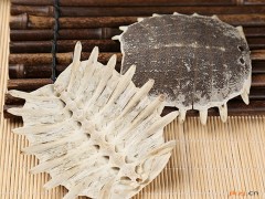 鳖甲的功效与作用，鳖甲的图片，鳖甲用法及注意事项