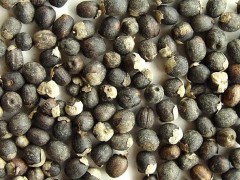 蔓荆子的功效与作用，蔓荆子的图片，蔓荆子用法及注意事项