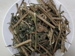 荨麻草的功效与作用，荨麻草的图片，荨麻草用法及注意事项
