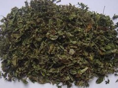 牛至的功效与作用，牛至的图片，牛至用法及注意事项