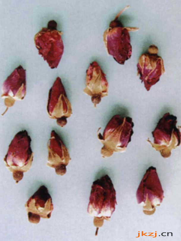玫瑰花