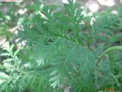 白蒿的功效与作用，白蒿的图片，白蒿用法及注意事项