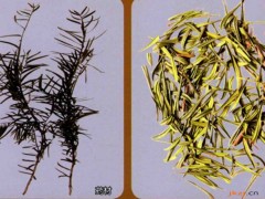 紫杉的功效与作用，紫杉的图片，紫杉用法及注意事项