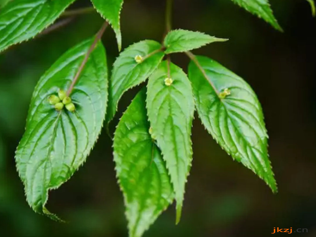 白背青荚叶