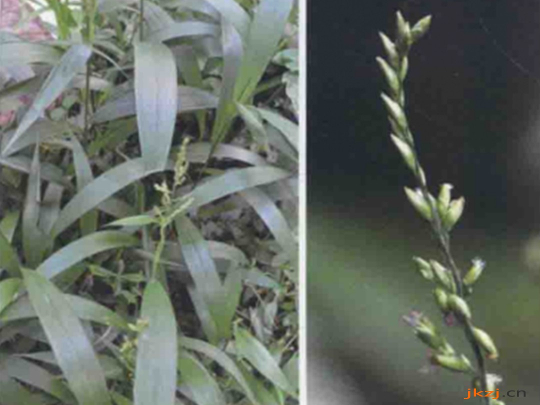 棕叶狗尾草