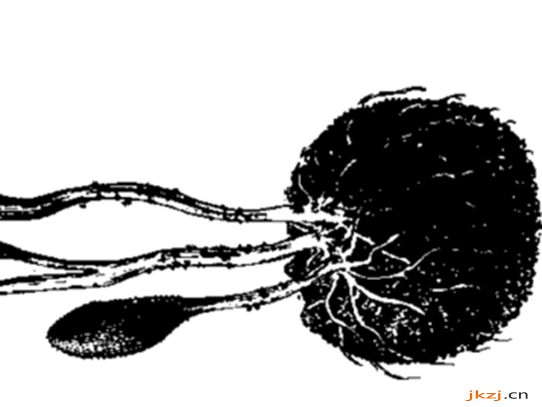 大团囊虫草