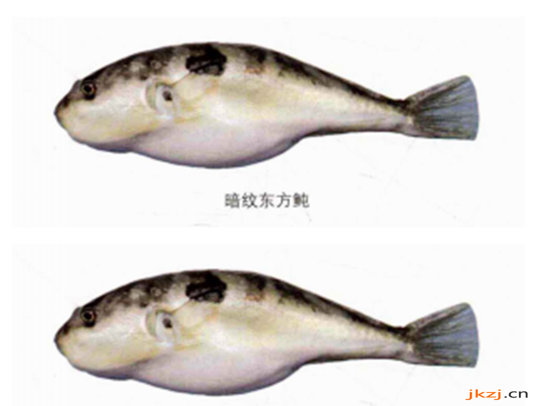 河豚子