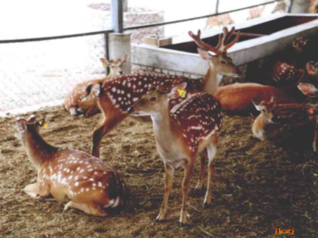 鹿头肉