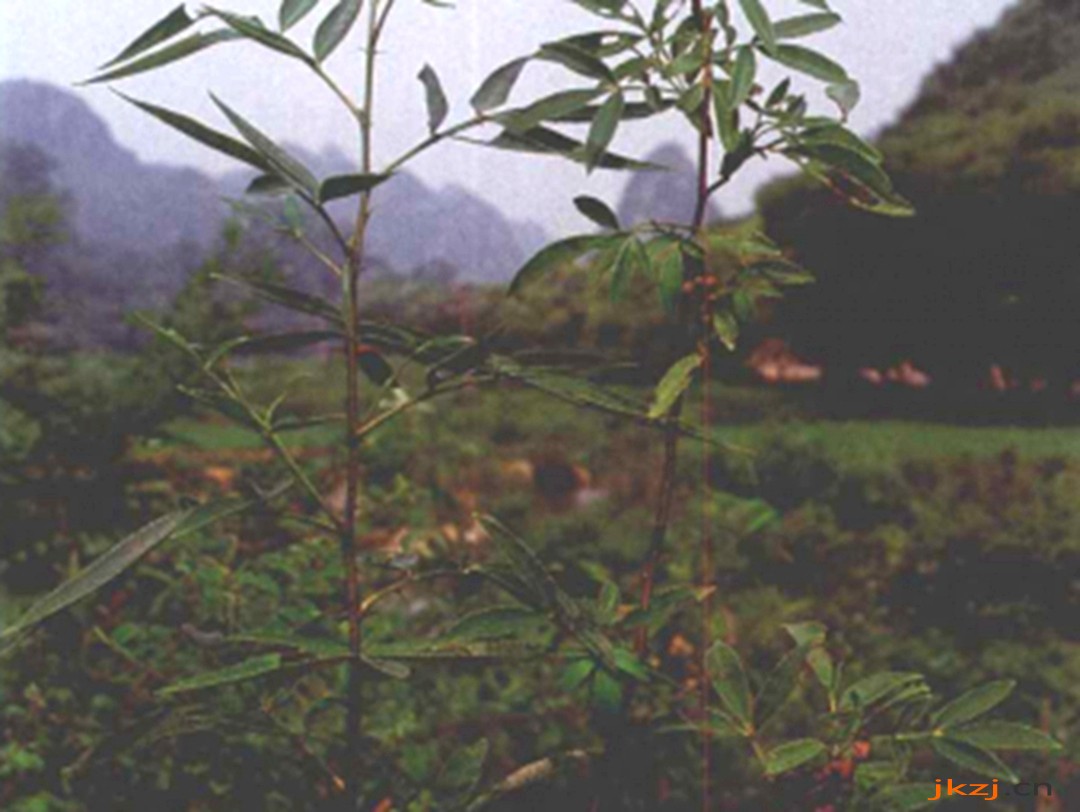 搜山虎