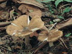 鸡（土从）的功效与作用，鸡（土从）的图片，鸡（土从）用法及注意事项