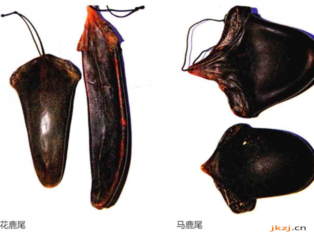 鹿尾