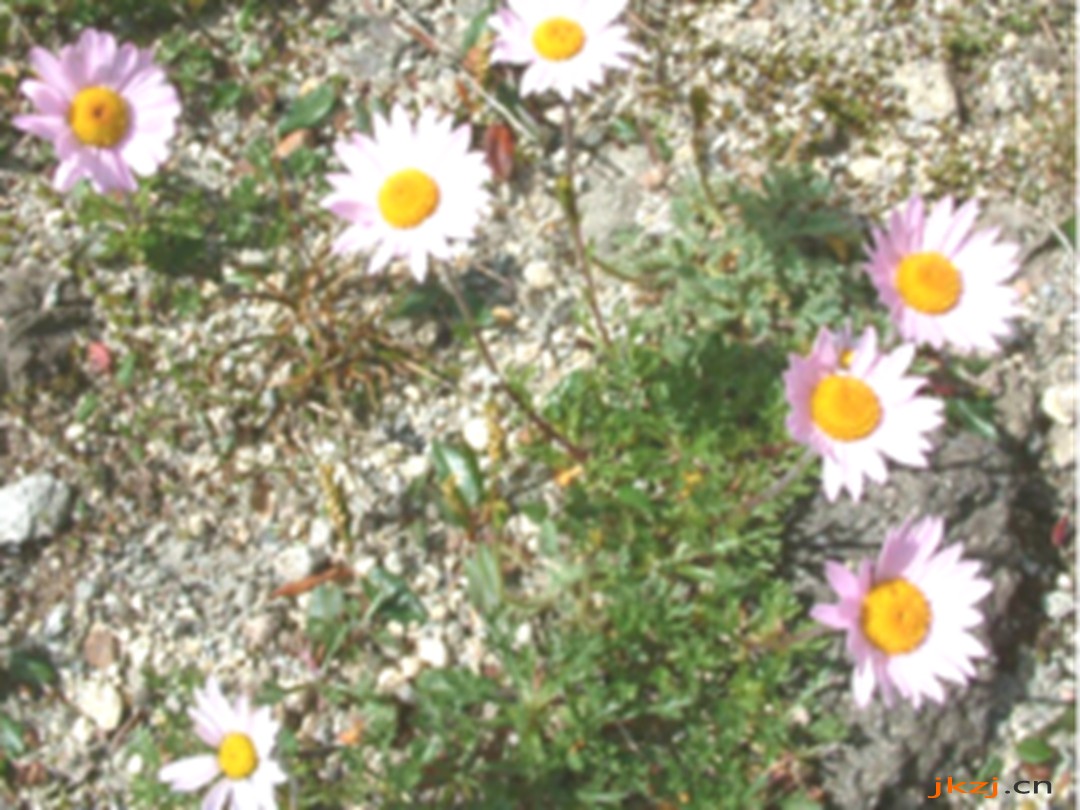 高山紫菀