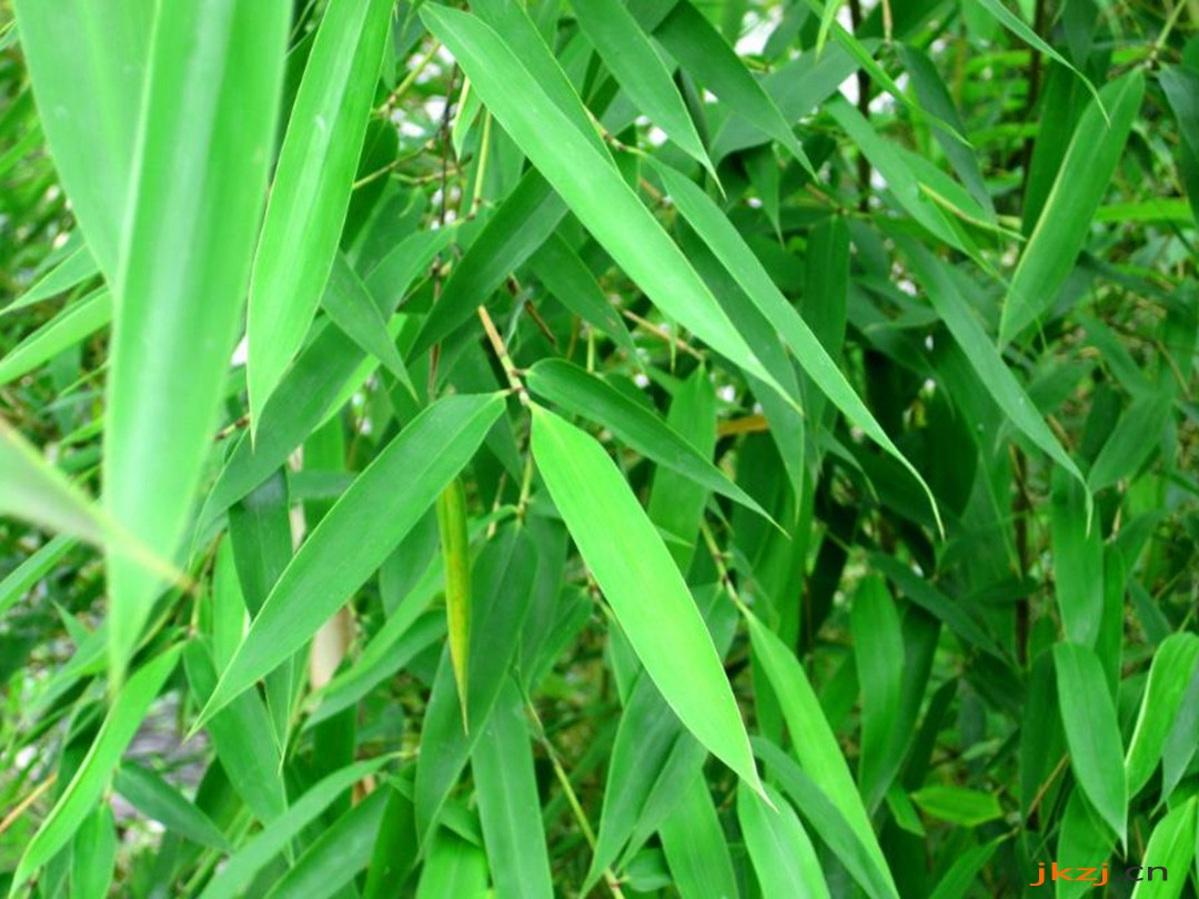 竹兰草