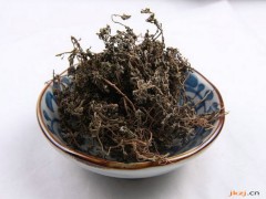 鹅不食草的功效与作用,鹅不食草的图片,鹅不食草用法及注意事项