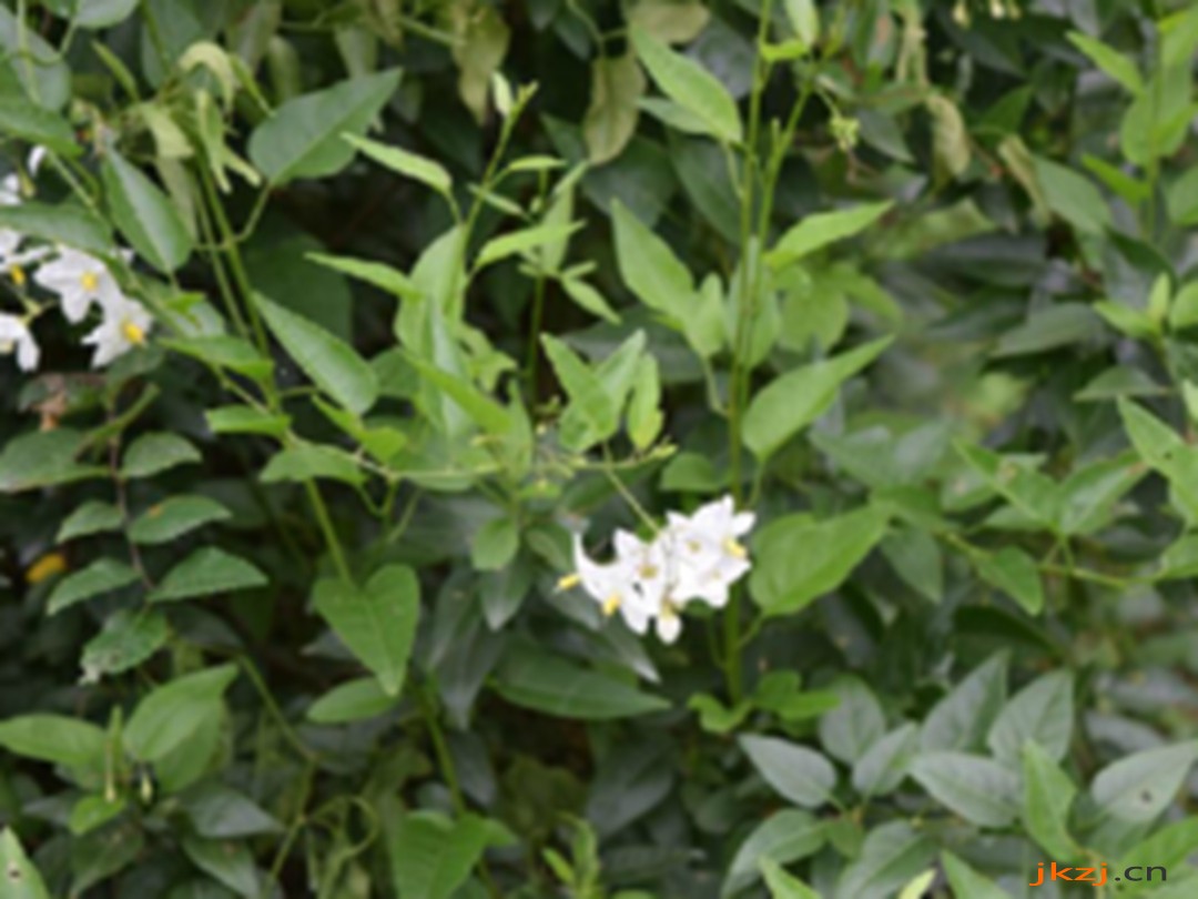 苦茄