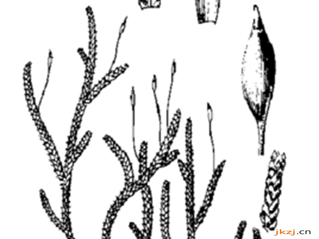 密叶绢藓