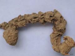 竹节参的功效与作用，竹节参的图片，竹节参用法及注意事项