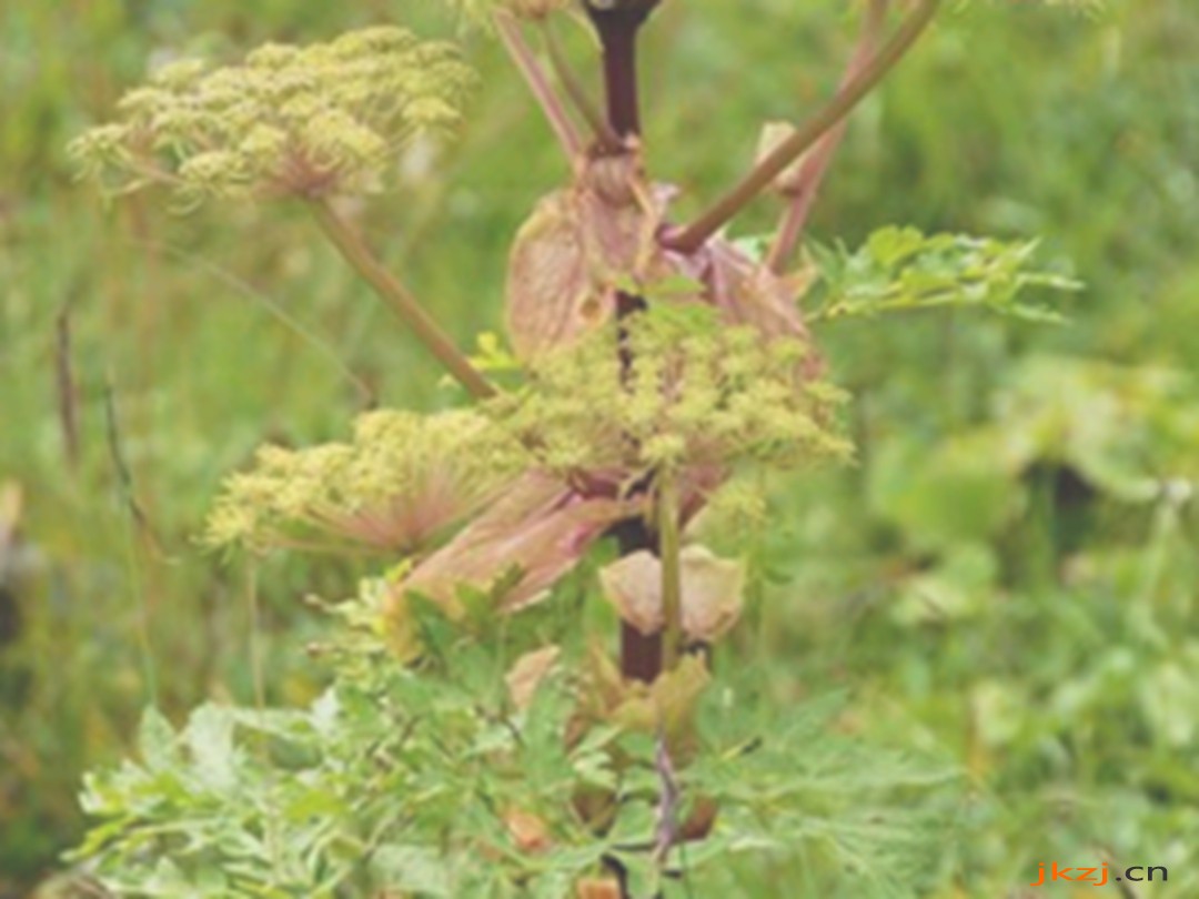 高山芹根