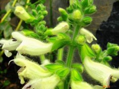 黄花紫丹参的功效与作用，黄花紫丹参的图片，黄花紫丹参用法及注意事项