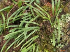 高山瓦韦的功效与作用，高山瓦韦的图片，高山瓦韦用法及注意事项