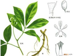 鄂豆根的功效与作用，鄂豆根的图片，鄂豆根用法及注意事项