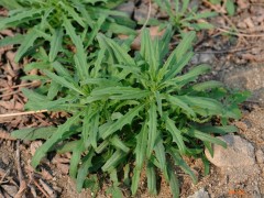披散糖荠的功效与作用，披散糖荠的图片，披散糖荠用法及注意事项