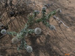 砂漏芦的功效与作用，砂漏芦的图片，砂漏芦用法及注意事项