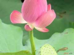 莲衣的功效与作用，莲衣的图片，莲衣用法及注意事项